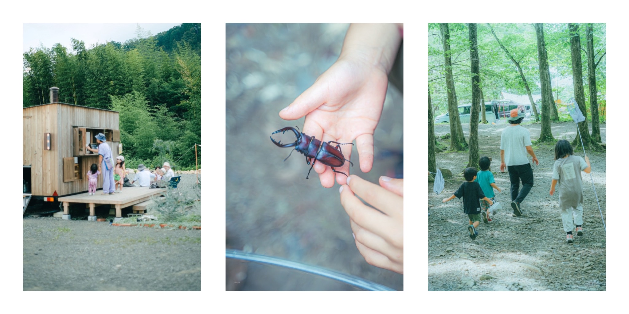 黒坂オートキャンプ場のクワガタ